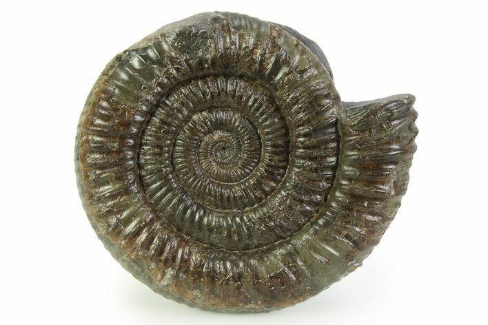 Jurassic Ammonite (Dactylioceras) Fossil - England #351315